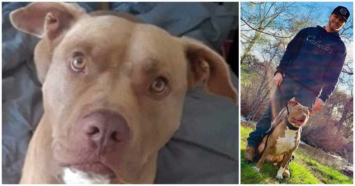 Mann sieht riesigen Bären, der seinen Pitbull am Kopf zerrt, und packt Bären, um ihn zu retten