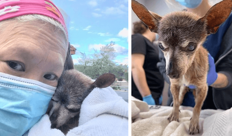 Ein ausgesetzter älterer Hund stirbt Tage nach seiner Rettung, als er seinen Retter umarmt