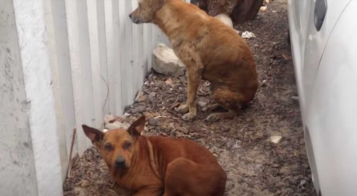 Straßenhund würde nicht ohne ihre Freundin gehen und führt Retter zu ihr