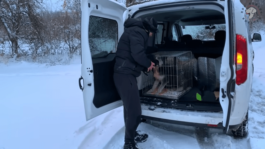 Brave Mama Dog bittet Fremde, ihre Welpen zu retten