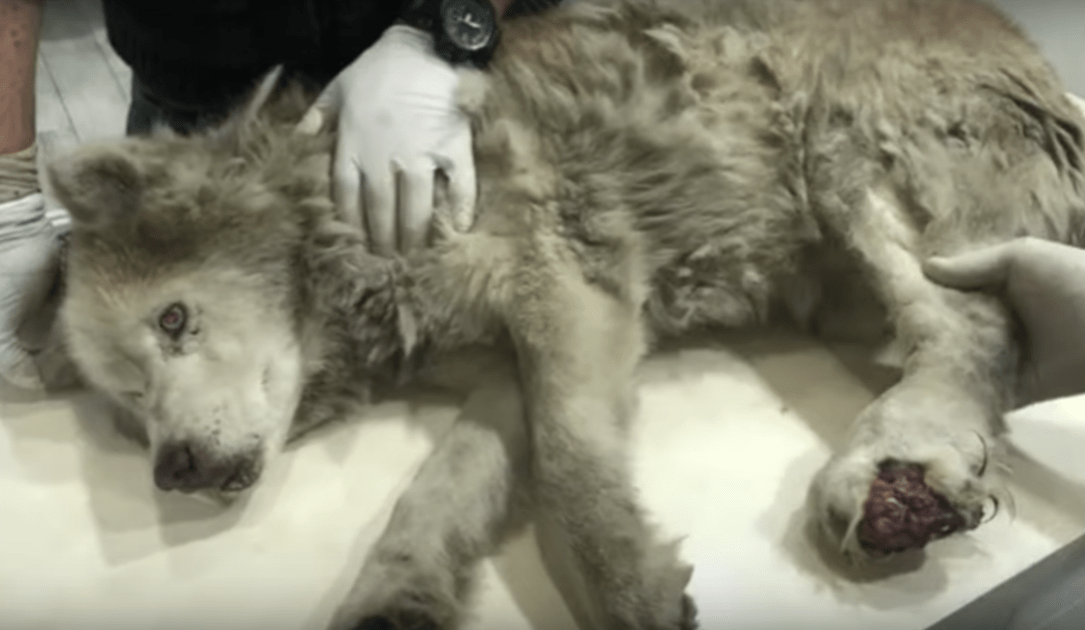 Dreckiger alter Husky mit infiziertem Bein verbarg seine Pracht unter seinem Schmerz