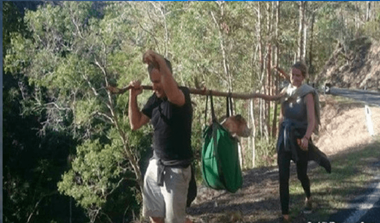 Wanderer finden seit fast einem Monat vermissten Hund im australischen Nationalpark