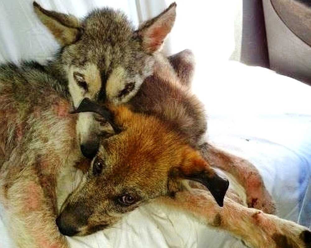 Hund wurde missbraucht und auf der stark befahrenen Autobahn weggeworfen, aber sie war nicht allein