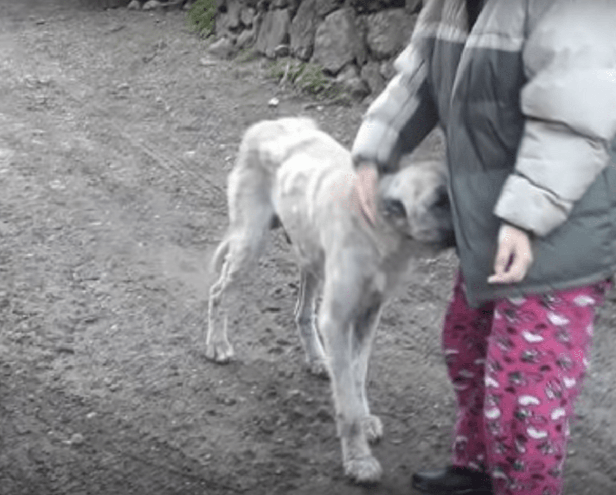 Ein hohler Hund lag auf der Straße und sehnte sich nach Wärme und einem besseren Leben, aber sein Herz war wild