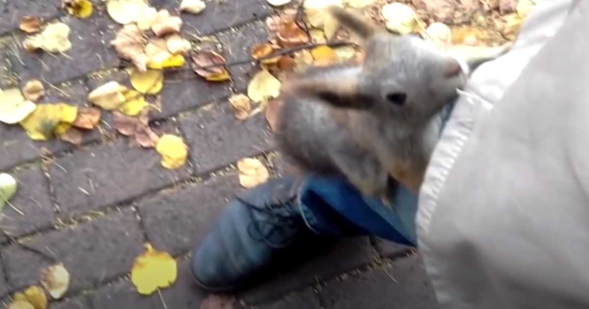 Eichhörnchen möchte, dass ein Fremder ihr zu ihrem Baby folgt, und springt ihm ans Bein