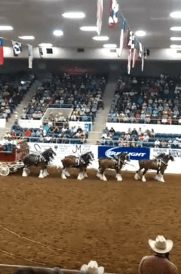 Clydesdale-Pferde brechen während der Arena-Show zusammen und erheben sich nach dem Sturz prächtig