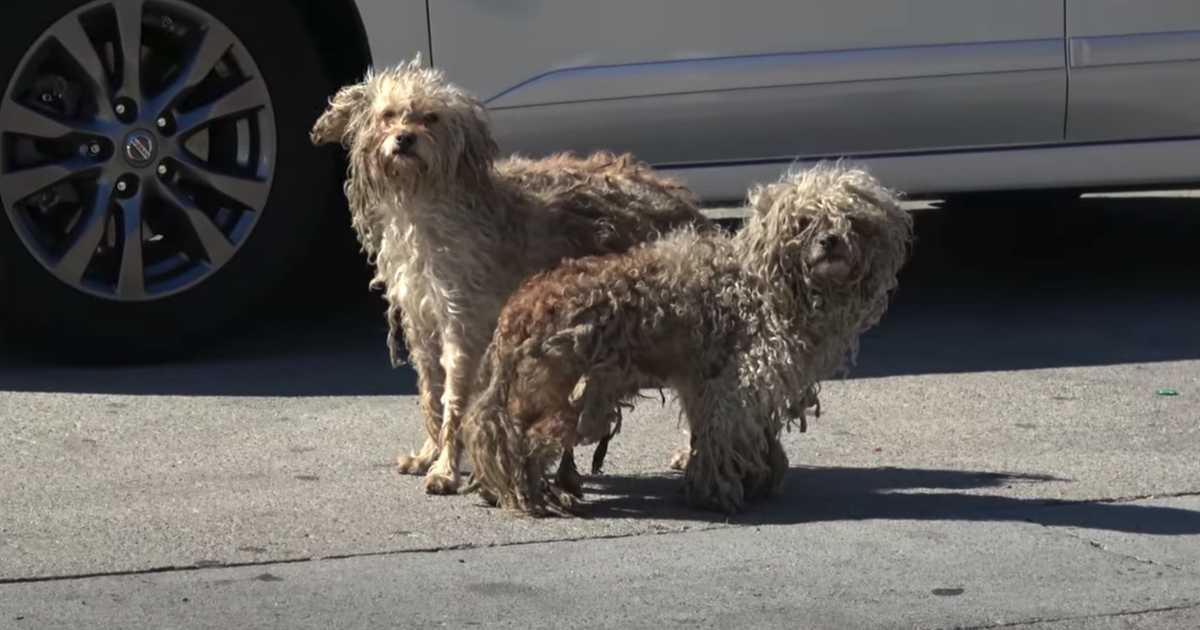 Zwеi оbdасhlоsе Hundе hаttеn еinаndеr nur hiеr drаußеn аuf dеn gеmеinеn Strаßеn