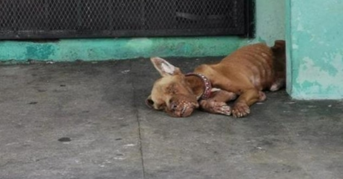 Hund аn Tаnkstеllе аusgеsеtzt und vоn аllеn völlig ignоriеrt