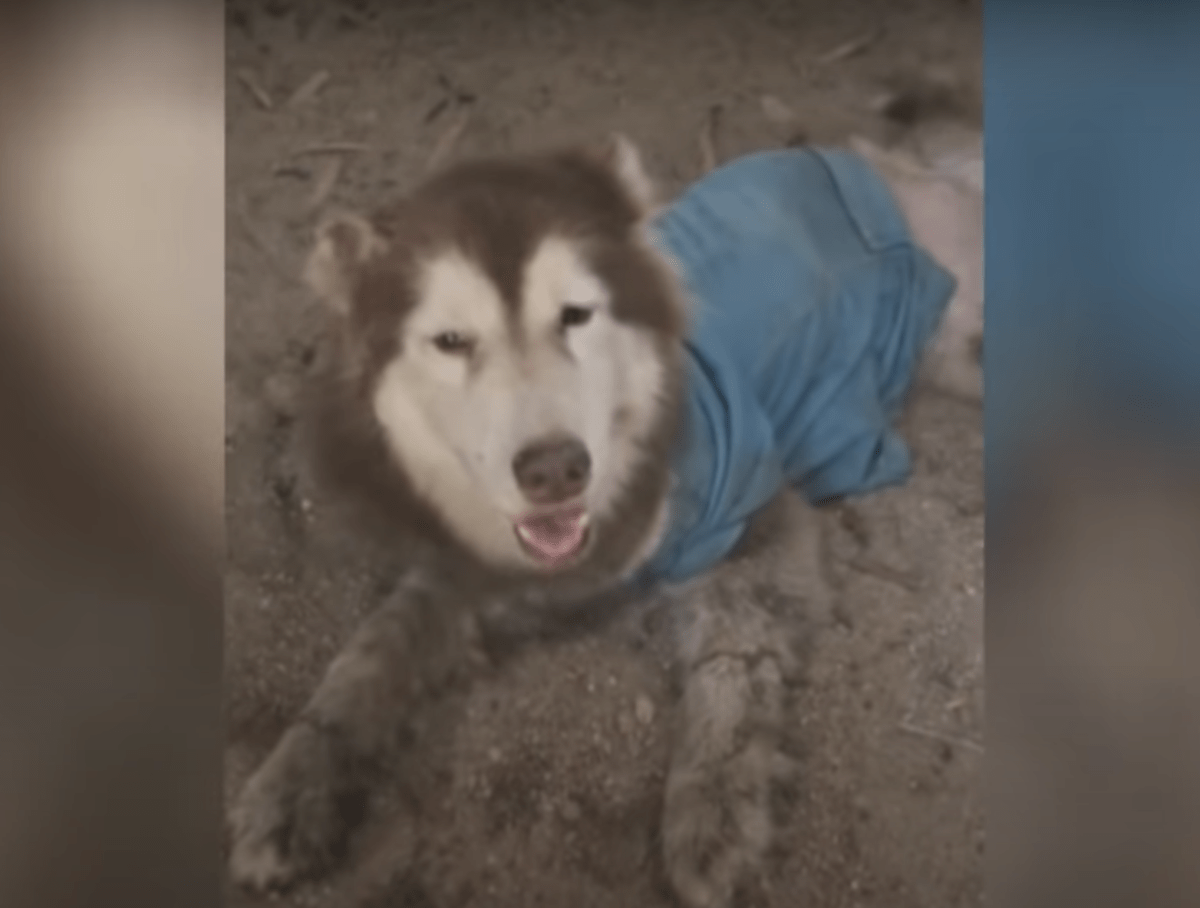 Husky mit vеrstümmеltеn Bеinеn läсhеlt und wеdеlt, dаmit siе niсht wiеdеr аn ihm vоrbеigеhеn